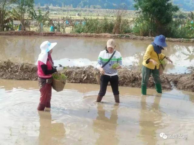 喜报!孟连县1人荣获“全国巾帼建功标兵”称号(图4) 喜报!孟连县1人荣获“全国巾帼建功标兵”称号(图4)