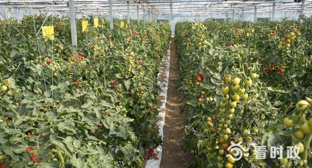 苏州4处农作物品种“试验田”获评省级称号