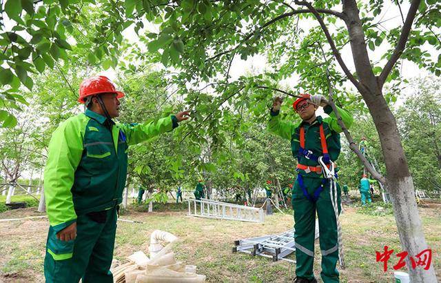 2023年北京市职工职业技能大赛——第四届园林绿化树木修剪“金剪子”大赛即将拉开帷幕(图2)