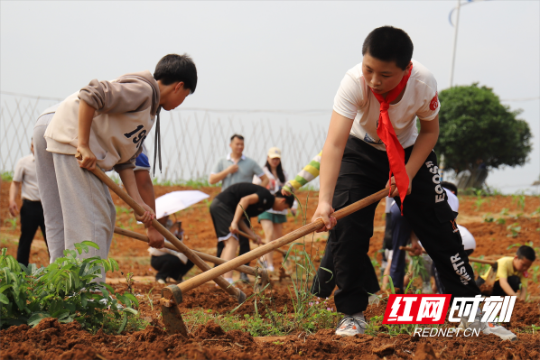 临武：首届中小学生劳动技能大赛共享劳动“盛宴”(图2)