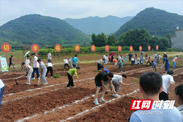 临武：首届中小学生劳动技能大赛共享劳动“盛宴”(图3)