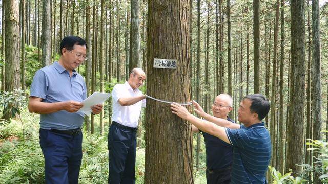 会同被授予“中国杉木之乡”称号(图4)