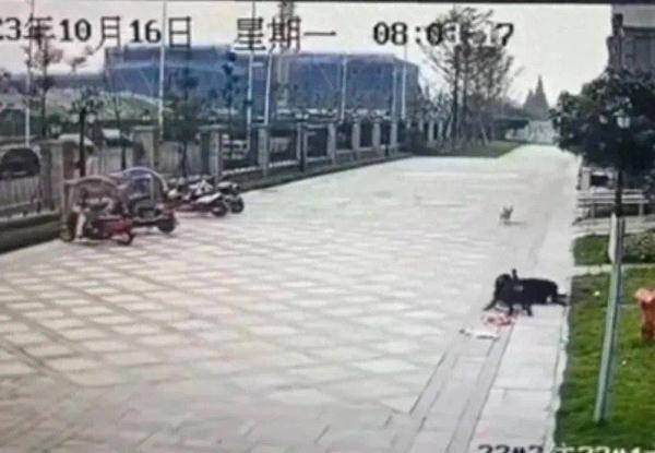 成都恶犬咬人事件中出手相助环卫工获“见义勇为”称号